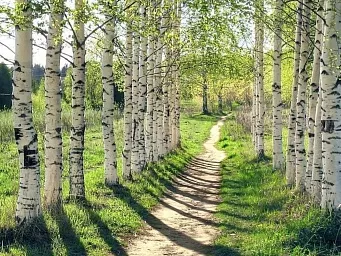 Zheshartsky LPK has obtained the FSC certificate in the field of forest management